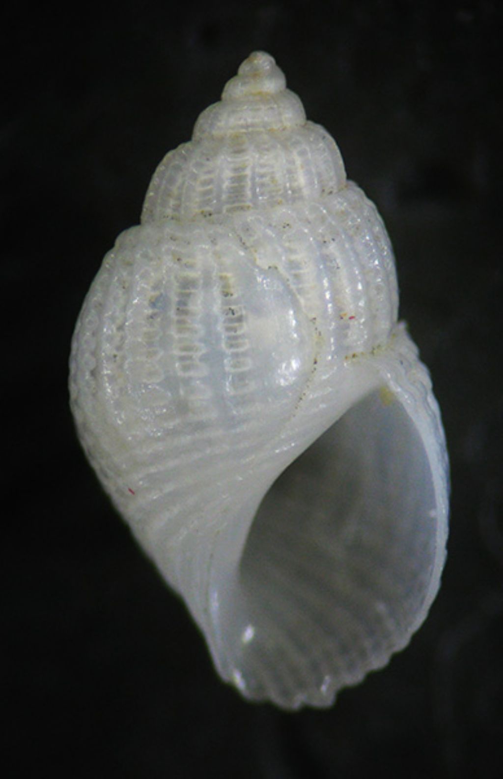 gasteropode